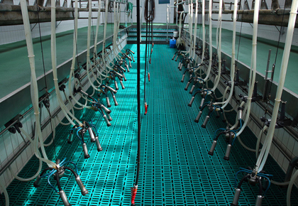 Sağımhanelerde Hijyenin Adı