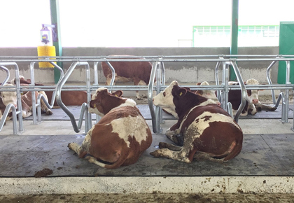 Çiftliklerde Yeni Standart