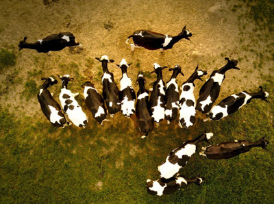 Sürü Takip ve Yönetim Sistemi