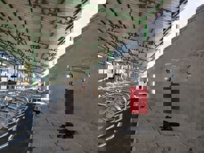 Hayvan Kaşıma Fırçası